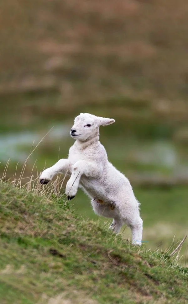 Hình nền con Cừu cute cho điện thoại