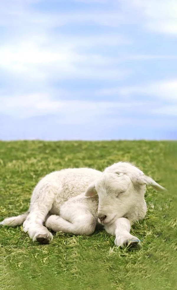Hình nền con Cừu cute cho điện thoại
