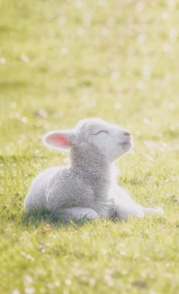 Hình nền con Cừu cute cho điện thoại