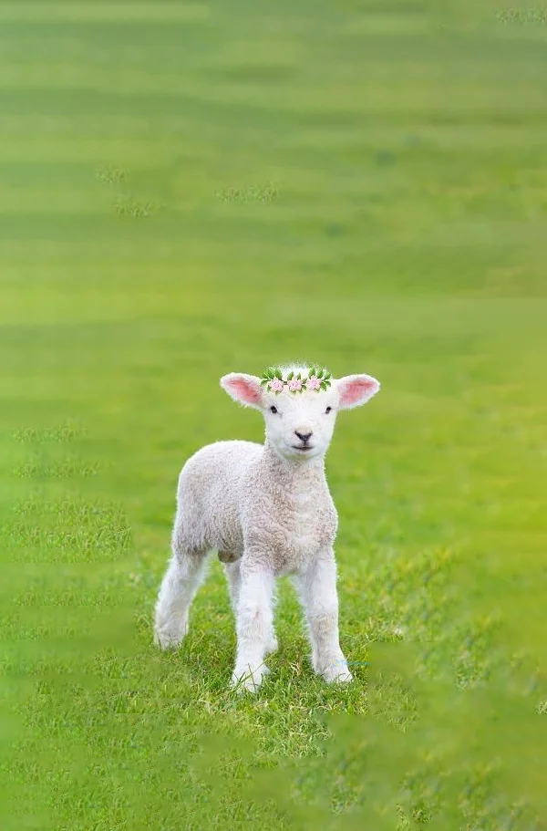 Hình nền con Cừu cute cho điện thoại