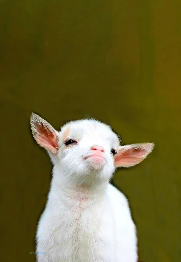 Hình nền con Cừu cute cho điện thoại