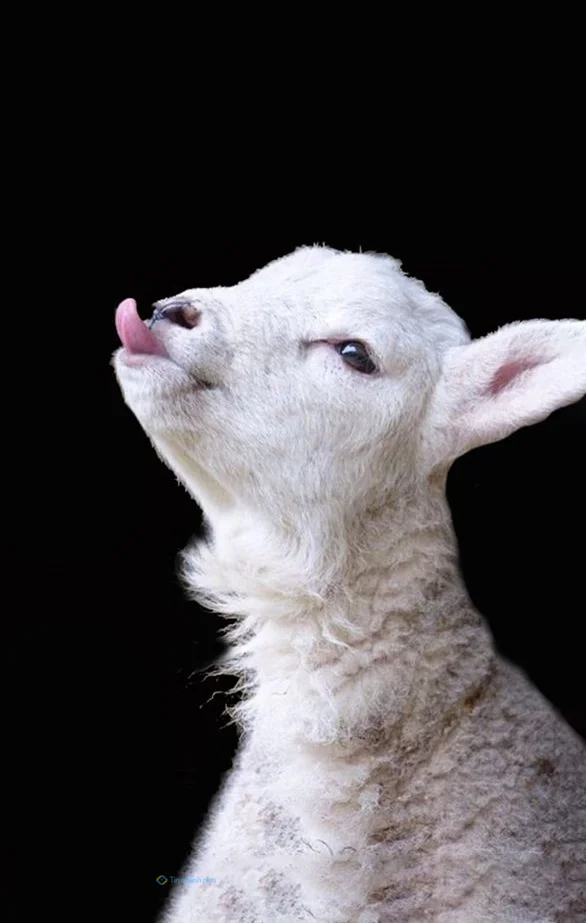 Hình nền con Cừu cute cho điện thoại