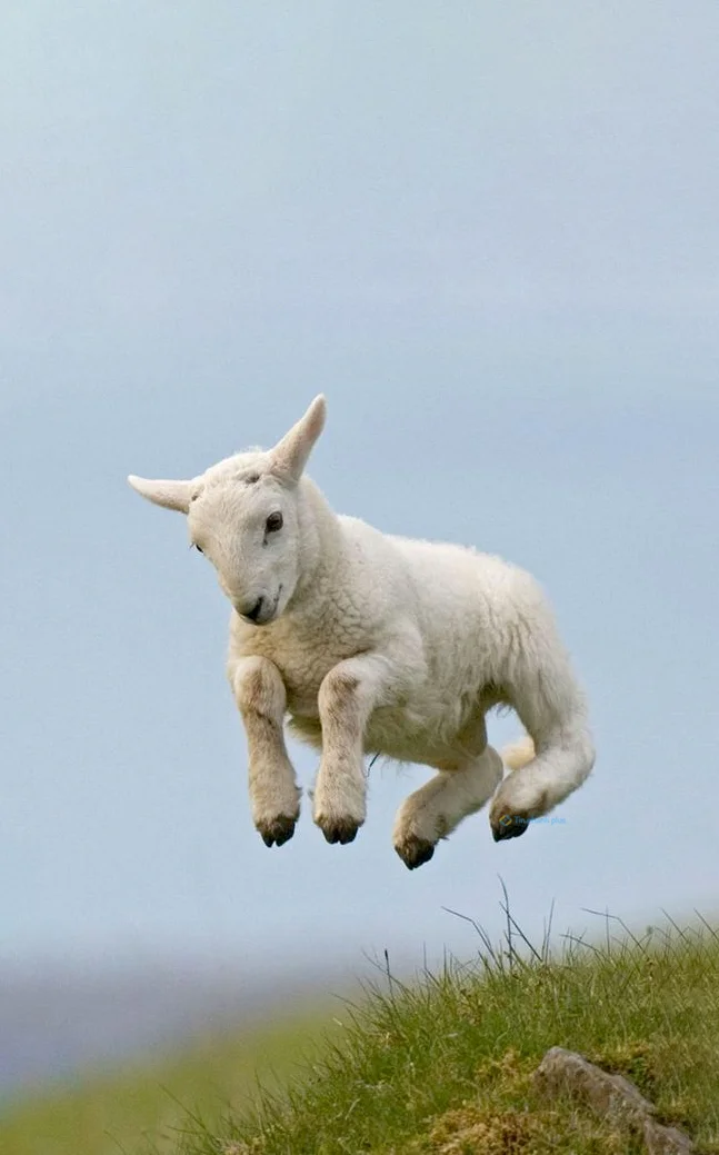 Hình nền con Cừu cute cho điện thoại