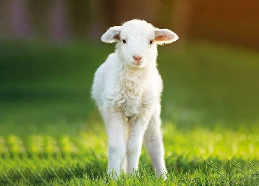 263+ Hình nền con Cừu, con Cừu cute cho điện thoại