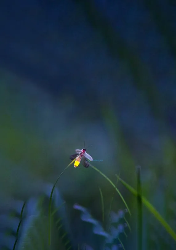 Hình nền Đom Đóm cho điện thoại