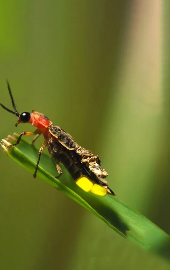 Hình nền Đom Đóm cho điện thoại