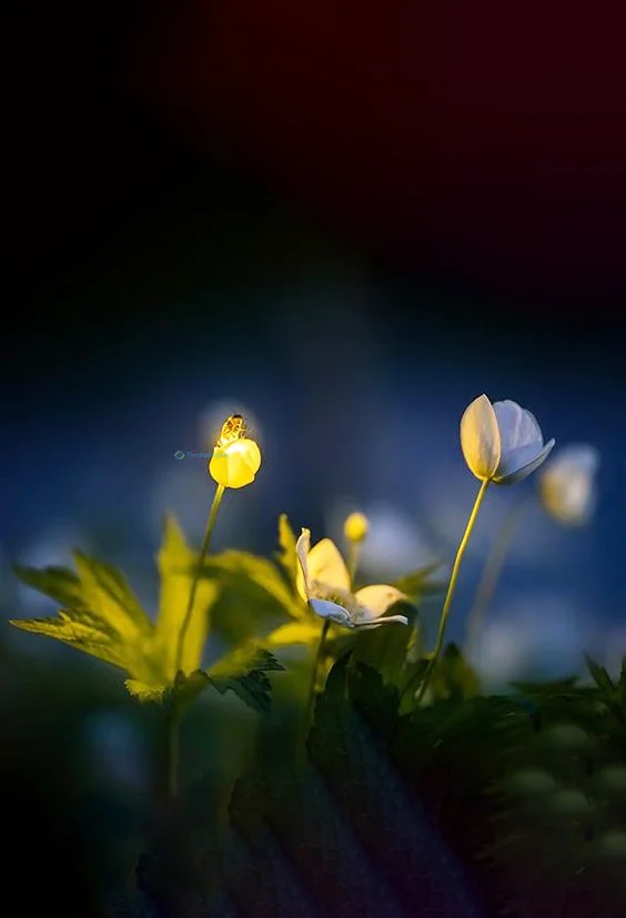 Hình nền Đom Đóm cho điện thoại