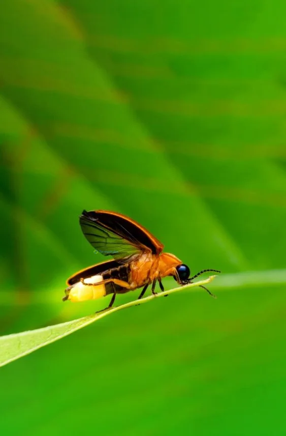 Hình nền Đom Đóm cho điện thoại