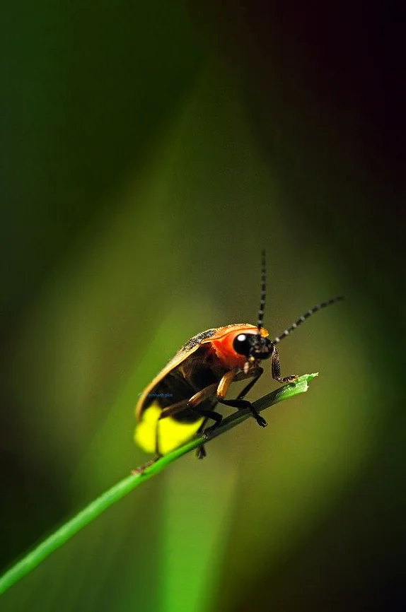 Hình nền Đom Đóm cho điện thoại