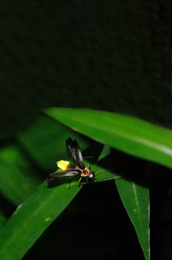 Hình nền Đom Đóm cho điện thoại