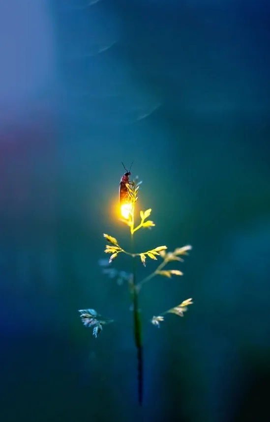 Hình nền Đom Đóm cho điện thoại