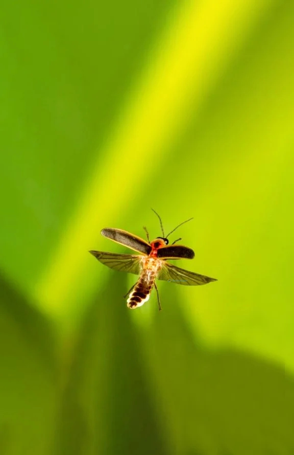 Hình nền Đom Đóm cho điện thoại