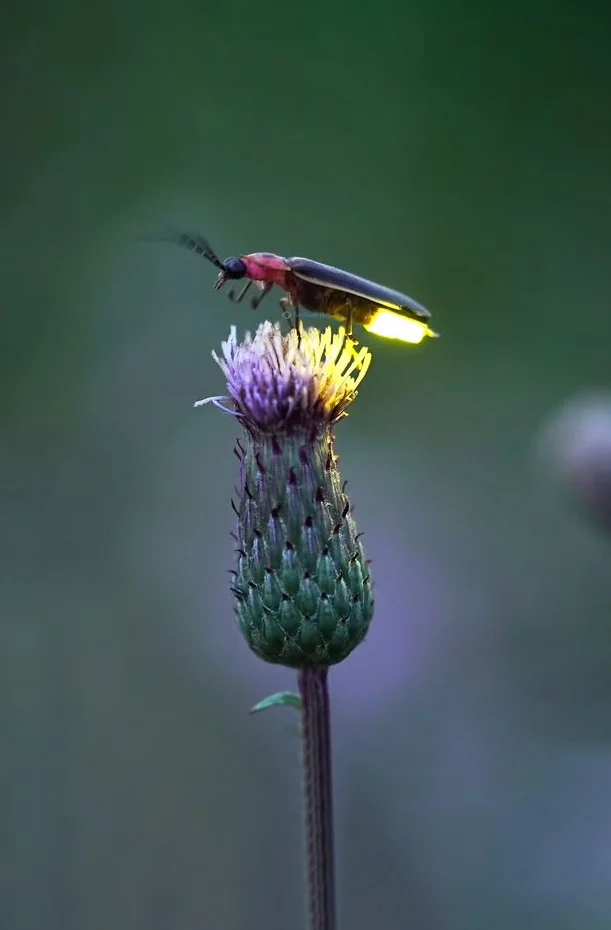 Hình nền Đom Đóm cho điện thoại