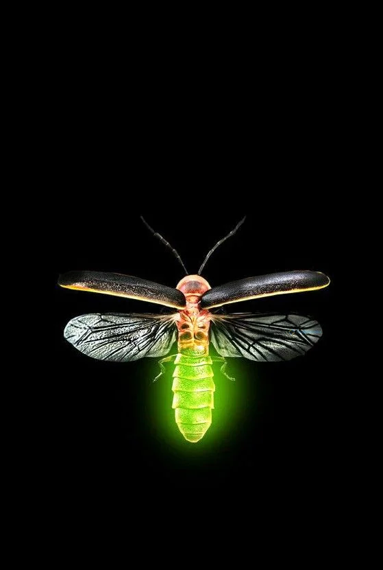 Hình nền Đom Đóm cho điện thoại