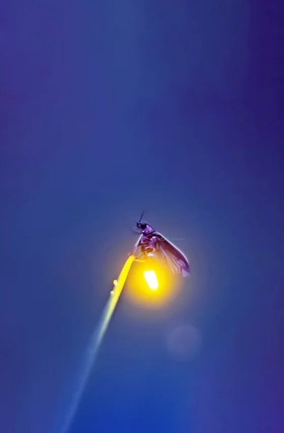 Hình nền Đom Đóm cho điện thoại