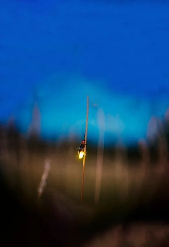 Hình nền Đom Đóm cho điện thoại