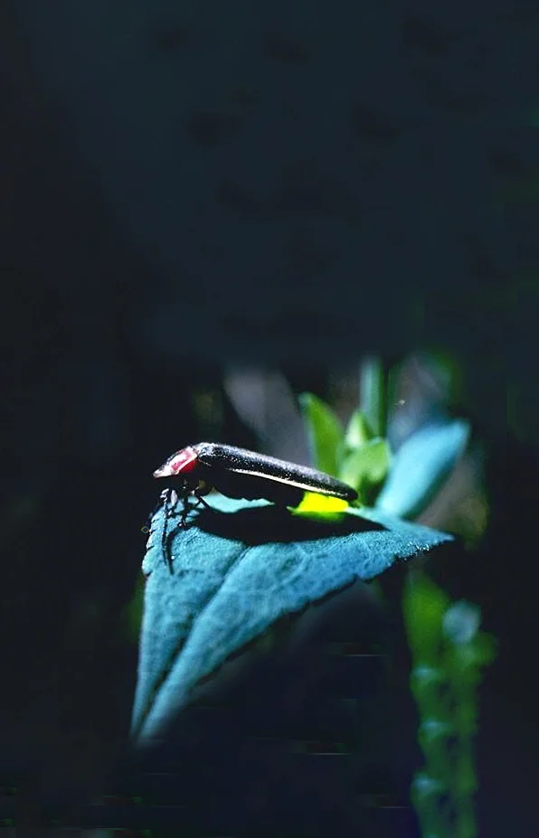 Hình nền Đom Đóm cho điện thoại