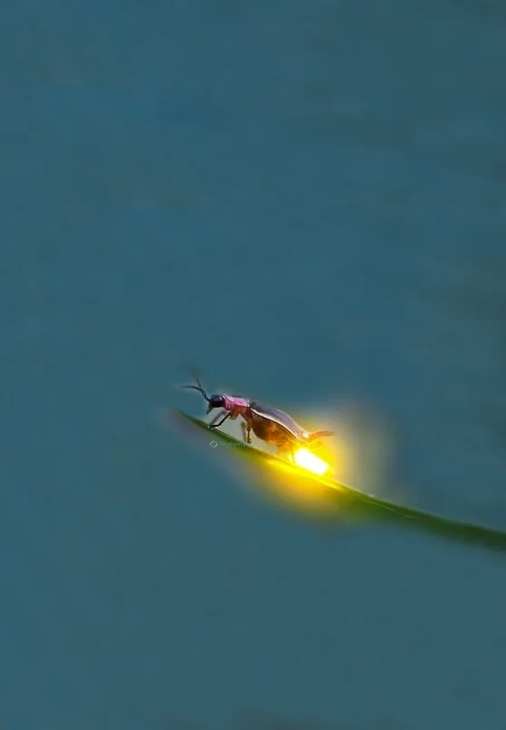 Hình nền Đom Đóm cho điện thoại