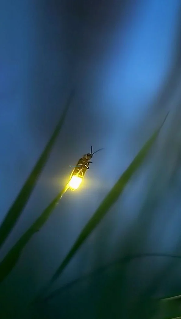 Hình nền Đom Đóm cho điện thoại