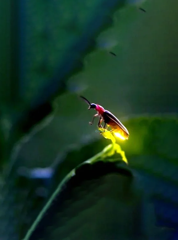 Hình nền Đom Đóm cute cho điện thoại