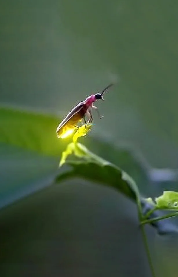 Hình nền Đom Đóm cute cho điện thoại