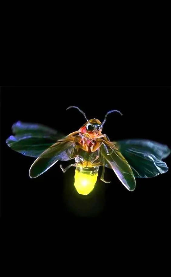 Hình nền Đom Đóm cute cho điện thoại