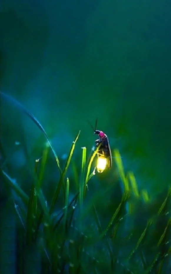 Hình nền Đom Đóm cute cho điện thoại