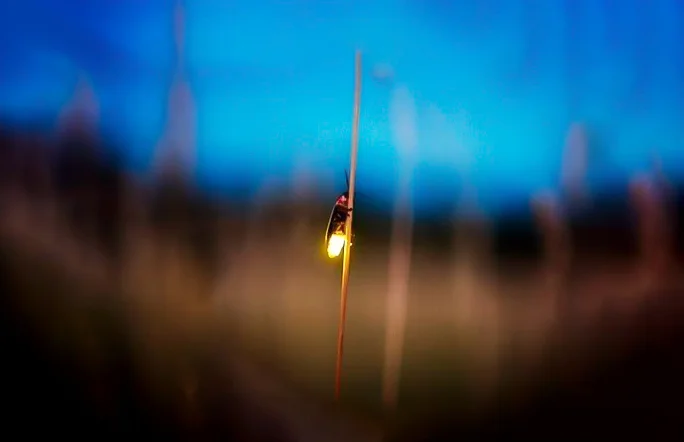 276+ Hình nền Đom Đóm, Đom Đóm cute cho điện thoại