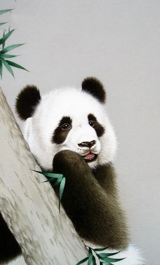 Hình nền Gấu Trúc cute cho điện thoại