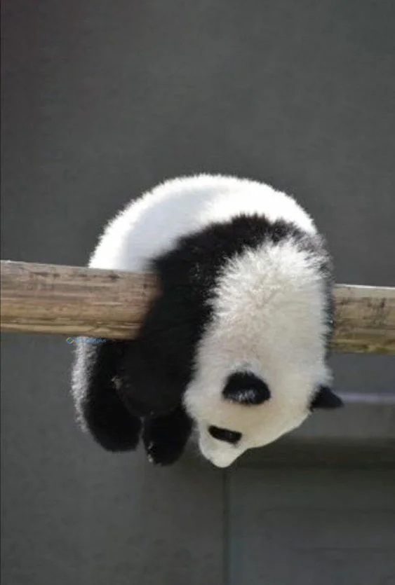 Hình nền Gấu Trúc cute cho điện thoại