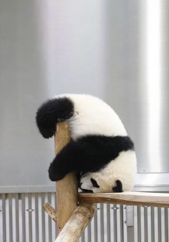 Hình nền Gấu Trúc cute cho điện thoại