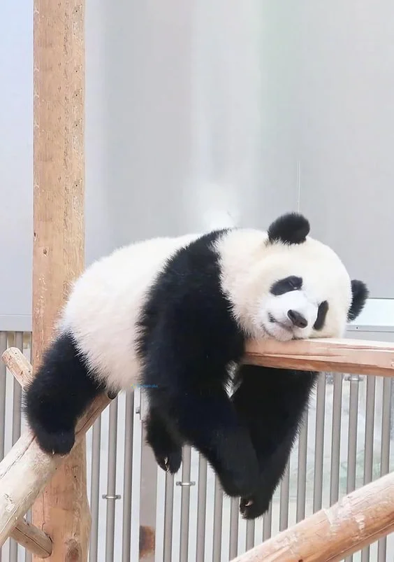 Hình nền Gấu Trúc cute cho điện thoại