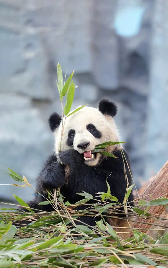 Hình nền Gấu Trúc cute cho điện thoại