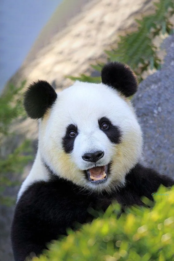 Hình nền Gấu Trúc cute cho điện thoại