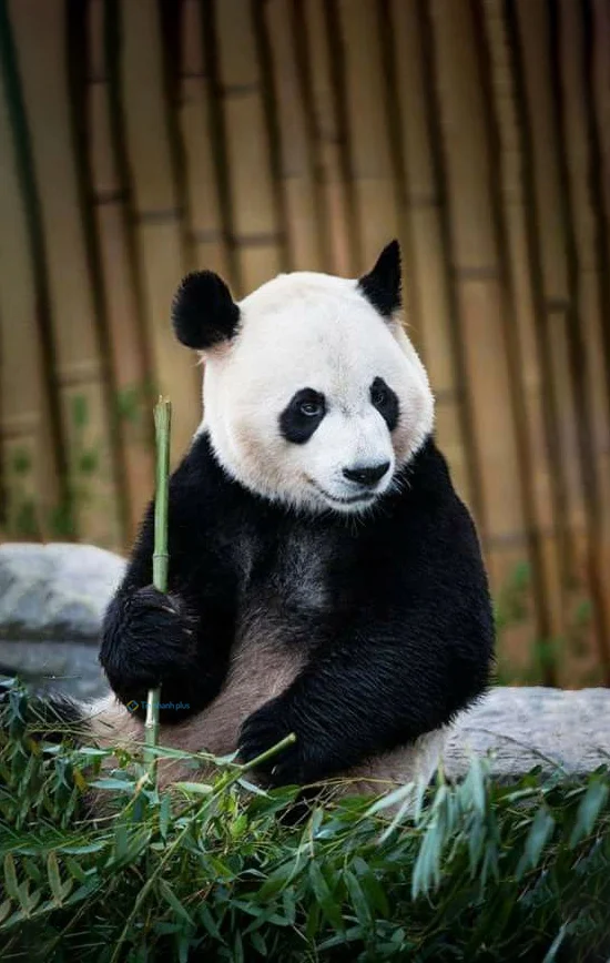 Hình nền Gấu Trúc cute cho điện thoại