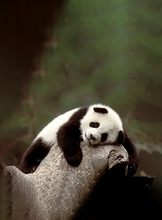 Hình nền Gấu Trúc cute cho điện thoại