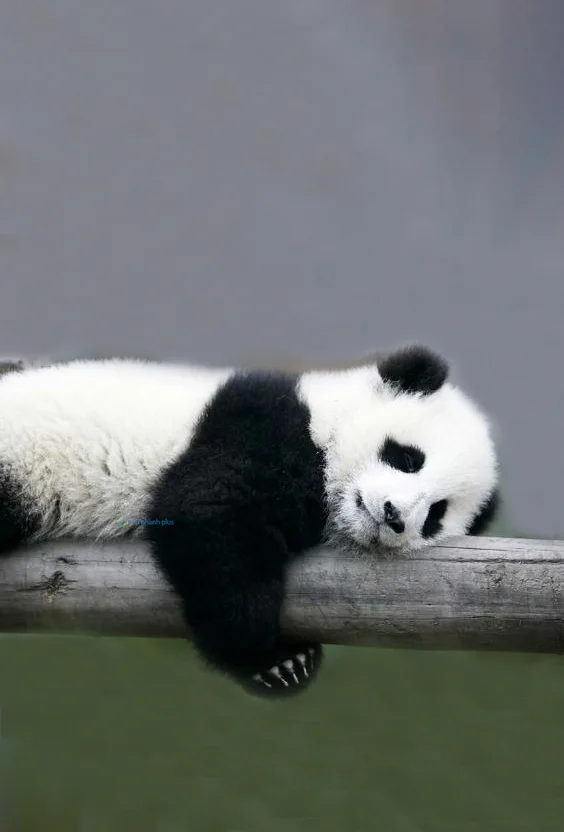 Hình nền Gấu Trúc cute cho điện thoại