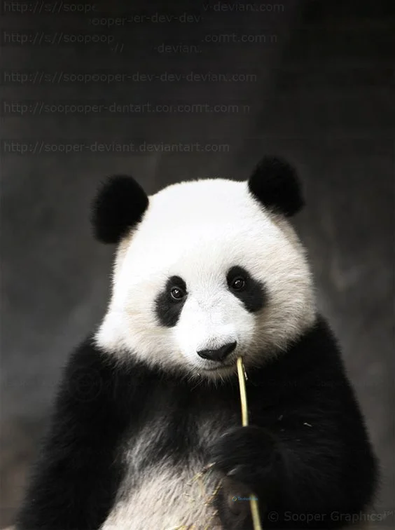 Hình nền Gấu Trúc cute cho điện thoại