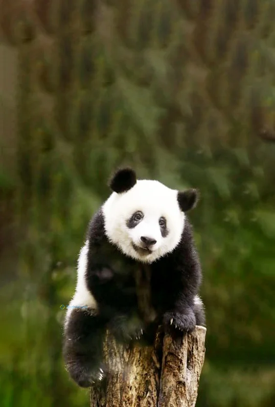 Hình nền Gấu Trúc cute cho điện thoại