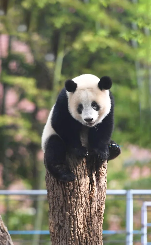 Hình nền Gấu Trúc cute cho điện thoại