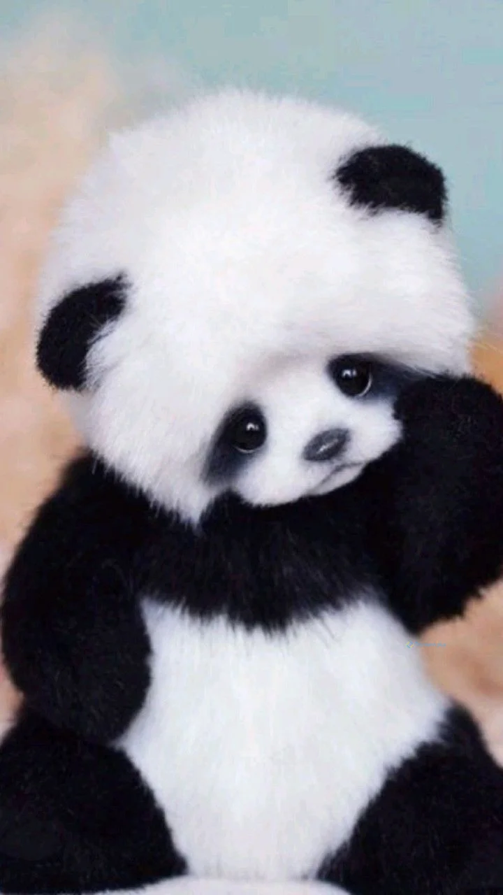 Hình nền Gấu Trúc cute cho điện thoại