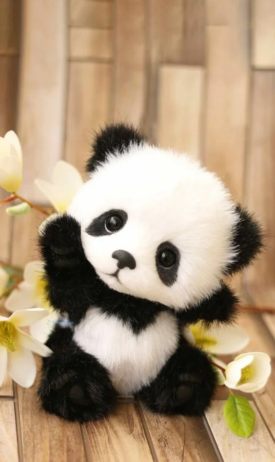 Hình nền Gấu Trúc cute cho điện thoại