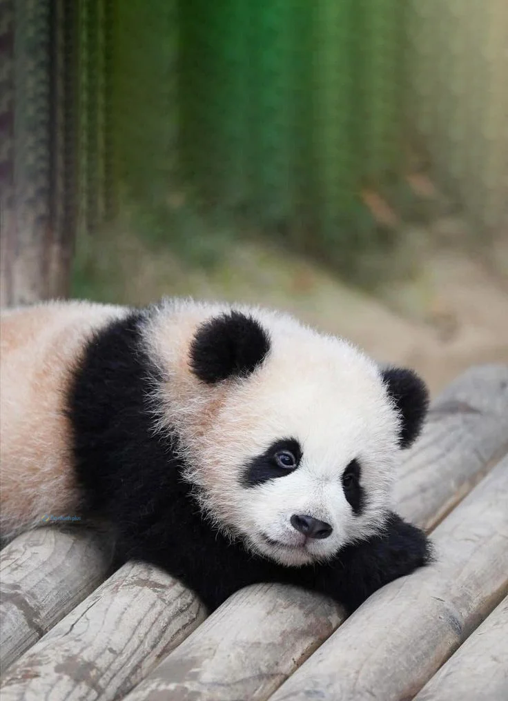 Hình nền Gấu Trúc cute cho điện thoại