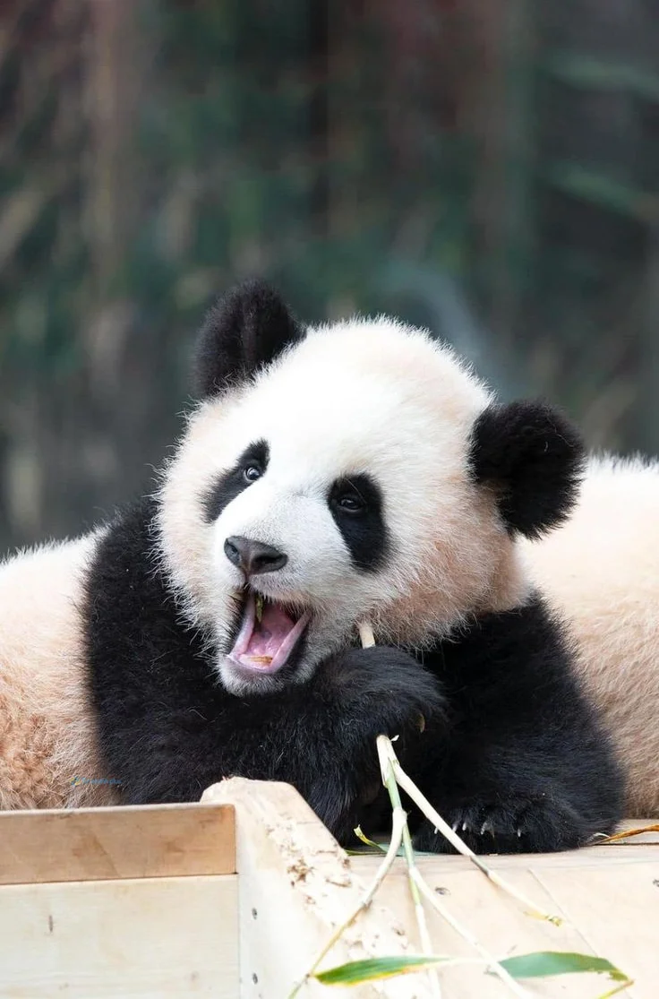 Hình nền Gấu Trúc cute cho điện thoại