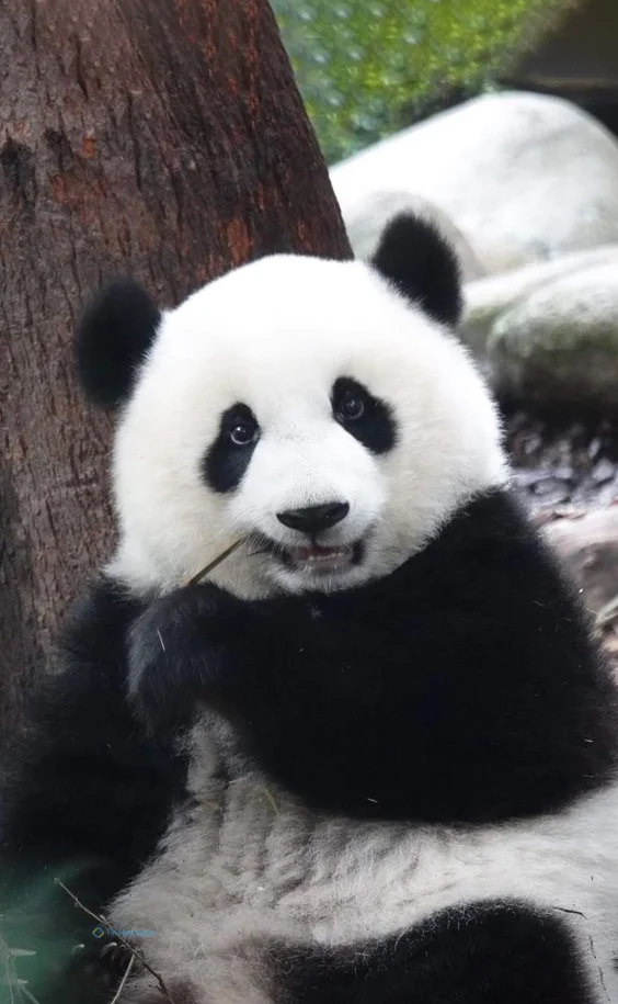 Hình nền Gấu Trúc cute cho điện thoại