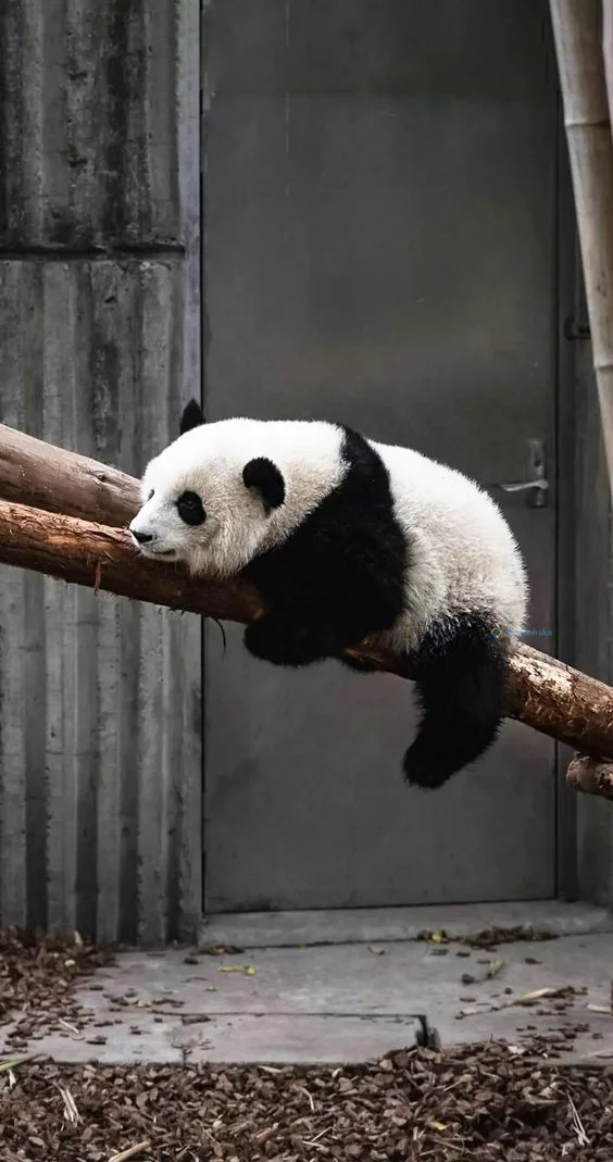 Hình nền Gấu Trúc cute cho điện thoại