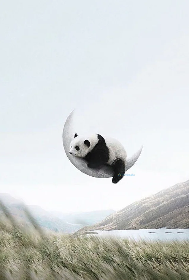 Hình nền Gấu Trúc cute cho điện thoại