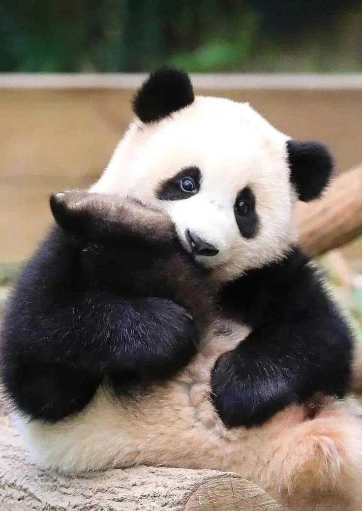 Hình nền Gấu Trúc cute cho điện thoại