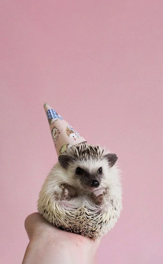 Hình nền con Nhím cute cho điện thoại