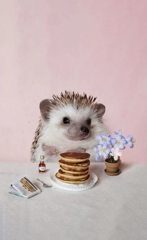 Hình nền con Nhím cute cho điện thoại